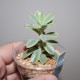 Echeveria Mini Belle variegata
