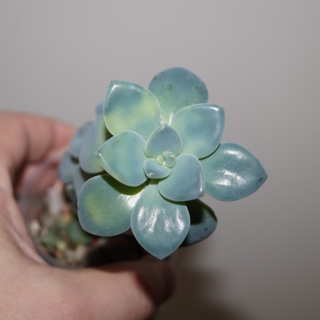 Echeveria (Pachyveria) variegata