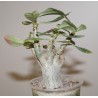 Адениум Adenium мини бонсай 2