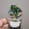 Адениум Adenium DHA Medusa
