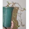 Adromischus filicaulis ssp marlothii