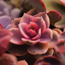 Echeveria Rainbow