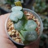 Haworthia Maughanii Yuki Aoi