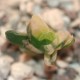 Haworthia obtusa Marin variegata