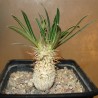 Пахиподиум Pachypodium rosulatum gracilis / Галерея