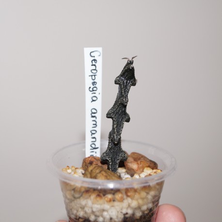 Ceropegia armandii Black