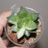 Haworthia cuspidata  variegata small