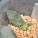 Adromischus marianae Obxydiana small