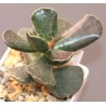 Adromischus cooperi Burgundi