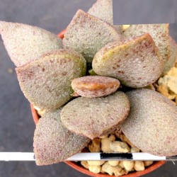 Adromischus marianae Silver Abalone