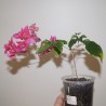 Бугенвиллея Bougainvillea Double Lilarose
