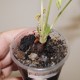 Pelargonium bowkery