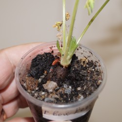 Pelargonium bowkery