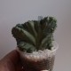 Myrtillocactus geometrizans cristata