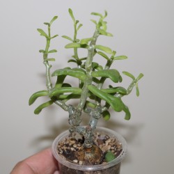 ъ26 Тилекодон Tylecodon bodleyae - Галерея
