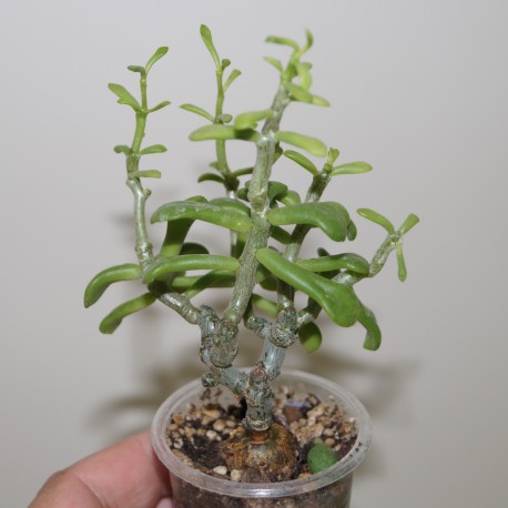 Tylecodon bodleyae