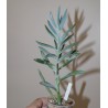 Senecio ficoides Mount Everest