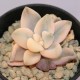Graptoveria titubans variegata