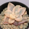 Graptoveria titubans variegata