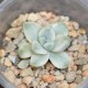 Graptoveria titubans variegata
