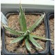 Agave polyantheflora
