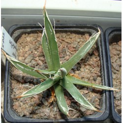 ъ26 Агава Agave polyantheflora - Галерея