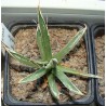 Agave polyantheflora