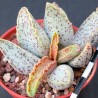 Adromischus marianae Granite small
