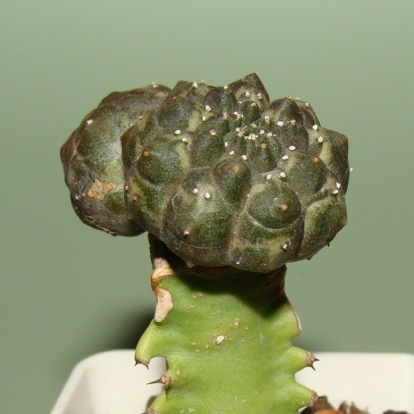 Euphorbia gymnocalycioides