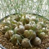 Schizobasis intricata