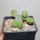 Euphorbia pseudoglobosa черенок