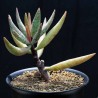 Adromischus filicaulis Deurdrift лист