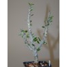 Alluadia procera