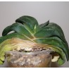 Гастерия Gasteria armstrongii small