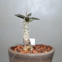 Эуфорбия Euphorbia tulearensis - Галерея