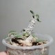 Euphorbia cylindrifolia