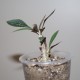 Euphorbia waringiae