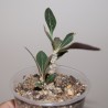 Euphorbia waringiae small