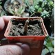 Euphorbia waringiae