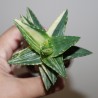 Aloe mitriformis variegata