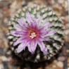 Turbinicarpus pseudopectinatus