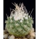Strombocactus jarmilae
