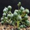Senecio citriformis