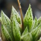 Haworthia Sugar Candy x Kegazato