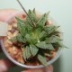 Haworthia Sugar Candy x Kegazato