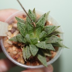 Haworthia Sugar Candy x Kegazato