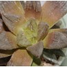 Хавортия Haworthia Smaragd