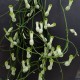 Ceropegia ampliata