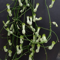 Ceropegia ampliata
