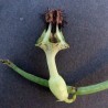 Ceropegia denticulata